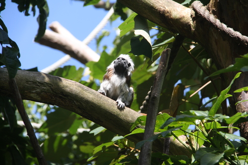 Cotton-top Tamarin